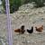 Chickens Laying Hens 12 thumbnail