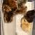 chicks 2 thumbnail