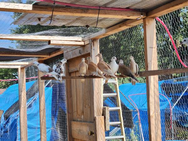 Doves 1