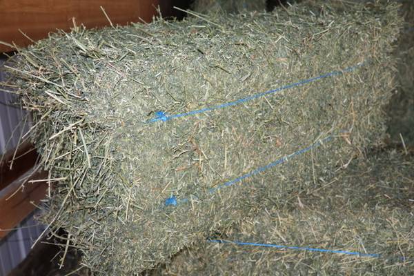 3rd Cutting Alfalfa 1