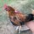 Gallos azteca 2 thumbnail