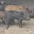 Piglets 6 thumbnail