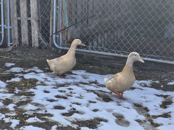Pair Buff ducks 1