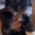 Shih Tzu Puppies 2 thumbnail