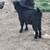 Mini silky goat (boy) 2 thumbnail
