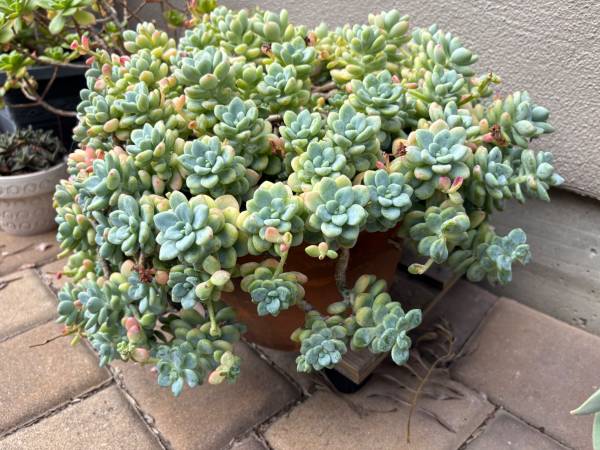 Succulent 1