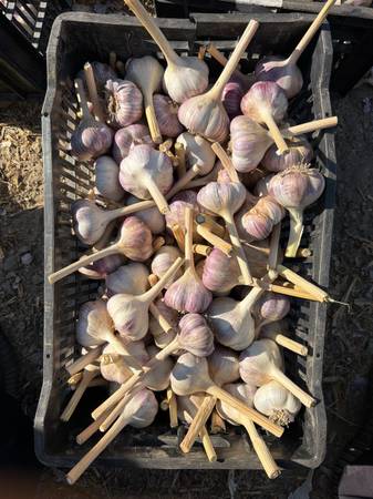 Red russian garlic 1
