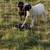 Sheep 1 thumbnail