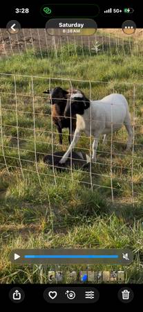 Sheep 1