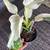 GROUND ORCHIDS and other ornamental plants 22 thumbnail
