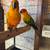 Son conure 5 thumbnail
