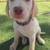 Labrador 1 thumbnail