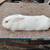 Rabbits 2 thumbnail