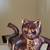 Cats !  Many to Choose From 6 thumbnail