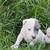Bully puppies 1 thumbnail