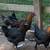 French Black Copper Maran Chicken 2 thumbnail