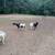 Dorper and Dorper cross sheep 2 thumbnail