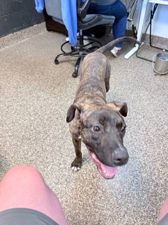 Cruce de pit bull (Cedar Rapids)