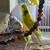 Parakeets 2 thumbnail