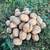 English Walnuts 1 thumbnail