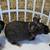 Skinny pigs 2 thumbnail