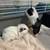 boy guinea pigs 1 thumbnail