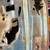 66 67 GTO Drivers side bare Door 4 thumbnail