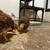 Rhode Island Red Hens 2 thumbnail