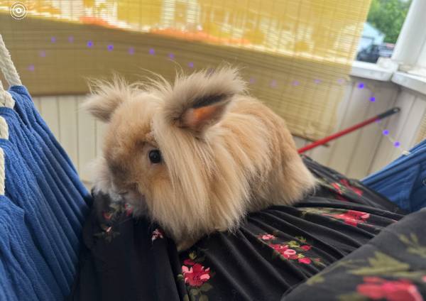 Bonded pair of Lionhead Bunny Rabbits (Windsor Locks)63873144864385124