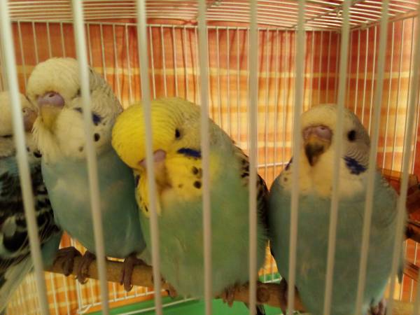 Large parakeet (English) (Minford)64022841727618124