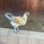 Ameraucana rooster 1 thumbnail