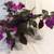 ACHIMENES 'PURPLE KING'-Unusual Houseplant & Stunning Accent 12 thumbnail