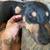 7 month old hound mix 2 thumbnail