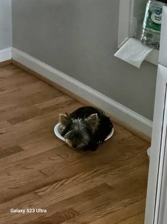 Rehoming Yorkie (Gadsden)63690969872387120
