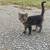 Adorable, friendly kittens for adoption 4 thumbnail