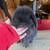 Bunnies 2 thumbnail