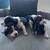 Beagle Puppies 1 thumbnail