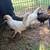 Young pullets 4 total 1 thumbnail