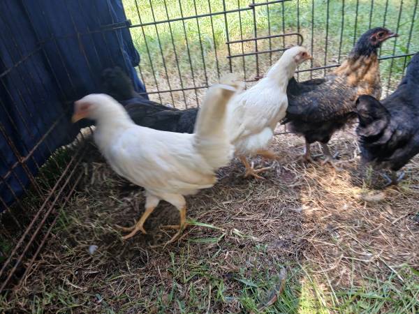 Young pullets 4 total 1