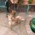 Pure breed teacup chihuahua 4 thumbnail