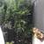 11' Spartan Juniper Tree in 20 gallon container 1 thumbnail