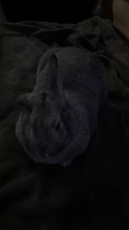 bunny 1