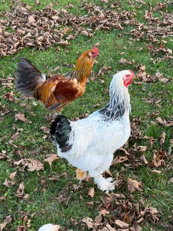 Rooster for free