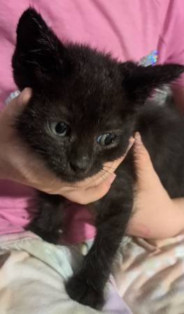 Kittens 1