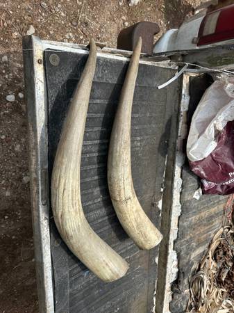 Cattle horns 1