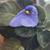 African violets. Now blooming   Many color to choose. $5 or $6 9 thumbnail