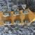 1976 Gibson MK-53 Acoustic Guitar 3 thumbnail
