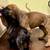 Great Dane Puppies 23 thumbnail