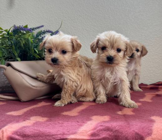 Small poodle puppies63881395039873122