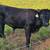 Dexter steer 4 thumbnail